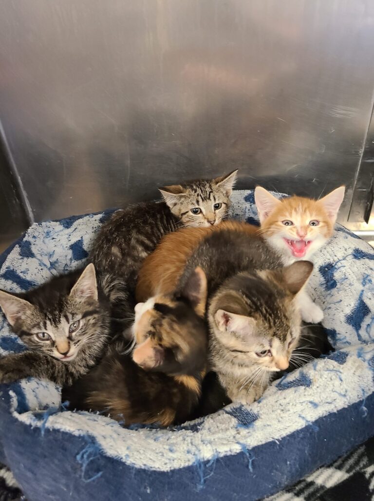 Kittens To Foster 768x1029 