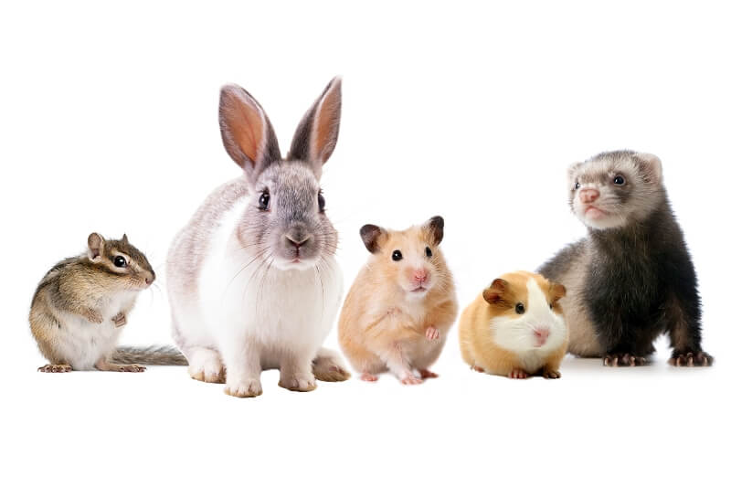 Small Animal Adoptions – Antietam Humane Society